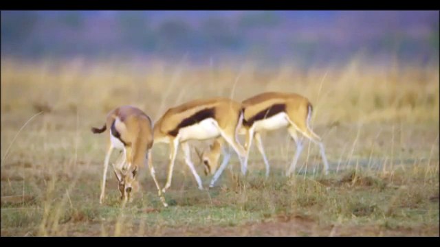 documentario animal africa o dia na savana vida selvagem / animal documentary africa the day in the savanna wildlife / documental sobre animales africa el día en la sabana fauna silvestre /