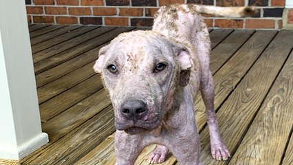 Pittie Whose Fur Almost Turned To Stone Becomes His Dad's Birthday Surprise