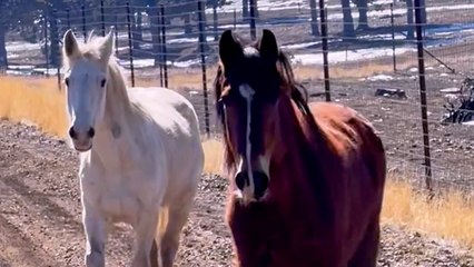 Wild Horses Rescued From Canal Thank Rescuers Every Morning Until They Get Released