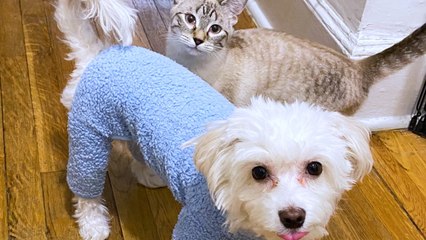 Little Pup Who’s Nervous Around Other Dogs Instantly Falls In Love With New Kitten