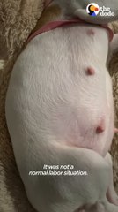 Premature Puppy Loves Growling At His Toy