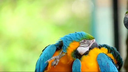 documentario animal  a beleza das aves  liberdade e natureza    / documentary  wild life animal  the beauty of birds freedom and nature  /  documental de animales la belleza de las aves libertad y naturaleza