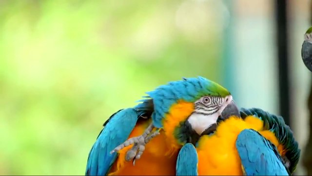 documentario animal a beleza das aves liberdade e natureza / documentary wild life animal the beauty of birds freedom and nature / documental de animales la belleza de las aves libertad y naturaleza