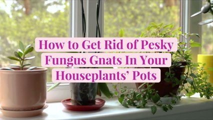 How to Get Rid of Pesky Fungus Gnats In Your Houseplants’ Pots