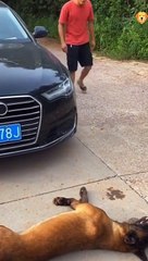 Smart Dog | Touching About Dogs - Cute and Funny Dog