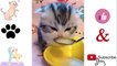 Super Cute Cats | Baby Cats - Cute and Funny Cat Videos Compilation 2021