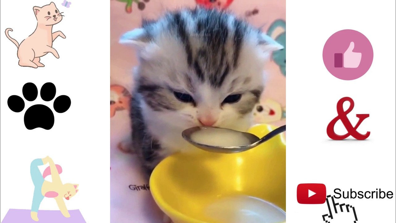 Super Cute Cats | Baby Cats - Cute and Funny Cat Videos Compilation 2021