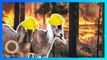 Pasukan Kambing Dipekerjakan Untuk Atasi Kebakaran Hutan California - TomoNews