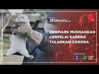 Denmark Musnahkan Cerpelai Karena Tularkan Corona | Katadata Indonesia