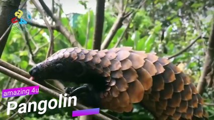 10 Amazing Animals that are on the verge of Extinction