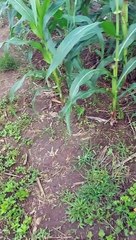 #lakad lakad sa bukid with loki❤