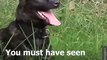 Video Of Dog Solving Maths Equation Through Barking Goes Viral