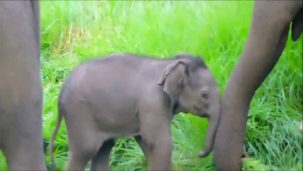 Baby elephant gets scared!!!!CUTE AND FUNNY VIDEO!!!TRY NOT TO LAUGH