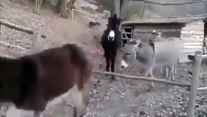 Engeli kaldıran eşek sosyal medyada ilgi odağı oldu