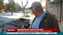 CHP AVM için ağaç katliamı yaptı