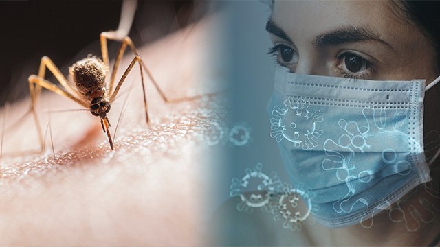 Corona Vs Dengue : कोरोना और डेंगू में होते है एक जैसे लक्षण ऐसे पहचाने Difference । Boldsky