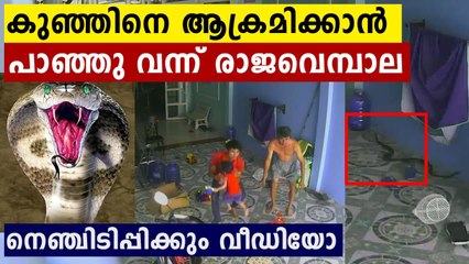 King cobra tries to follow toddler inside house in Vietnam: video