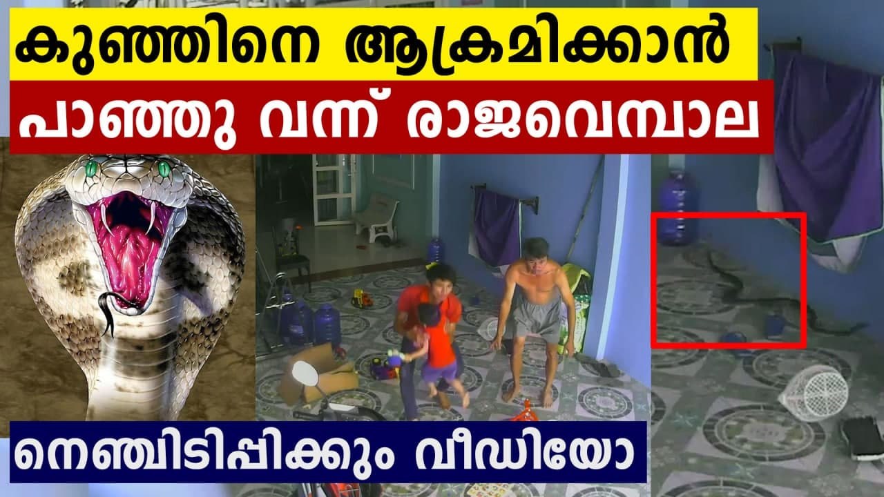 King cobra tries to follow toddler inside house in Vietnam: video