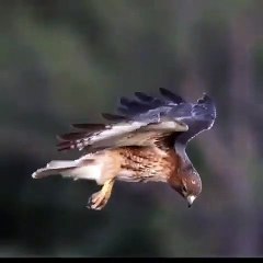 Avını izleyen şahinin muhteşem dikkati