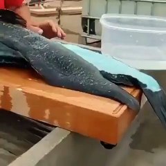 Mavi etli Blue Lingcod balığı