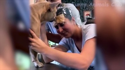 Cute Cats  And Dogs  - Funny Animals Club Reactions