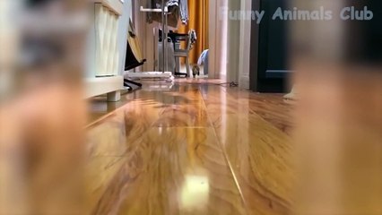 Funny Cat Videos That Will Smile You Laugh All Day Long