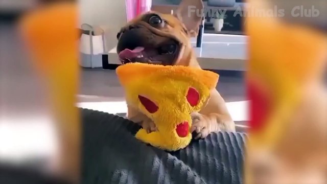 Funny Cats And Funny Dogs Reactions - Try Not To Laugh