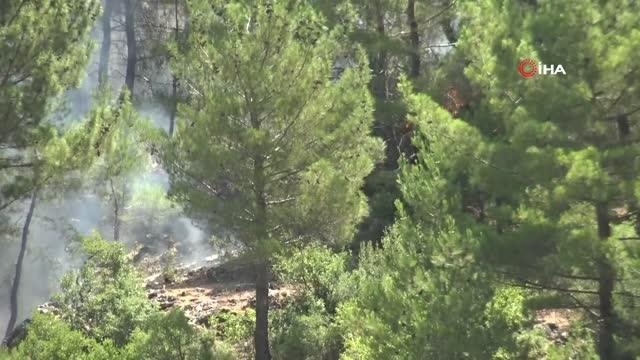 Son dakika haber: Hatay yangını Geyik Böcekleri'nin neslini de tehdit ediyor