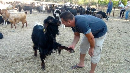 Beslediği keçi ile yaptığı pazarlık gülümsetti
