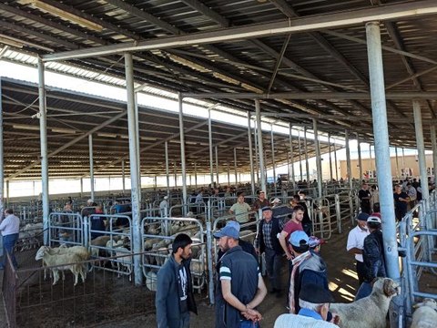 Kurban Bayramı'na sayılı günler kala küçükbaş hayvan pazarında hareketlilik