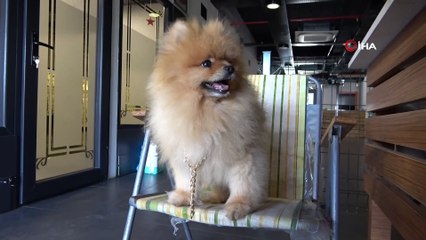 5 yıldızlı evcil hayvan otelinde bayram yoğunluğu