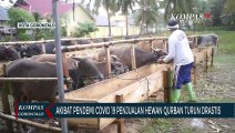 Akibat Pendemi Covid 19 Penjualan Hewan Qurban Menurun