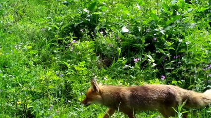 BURSA - Yaban hayatı fotokapanla gözlem altında tutuluyor