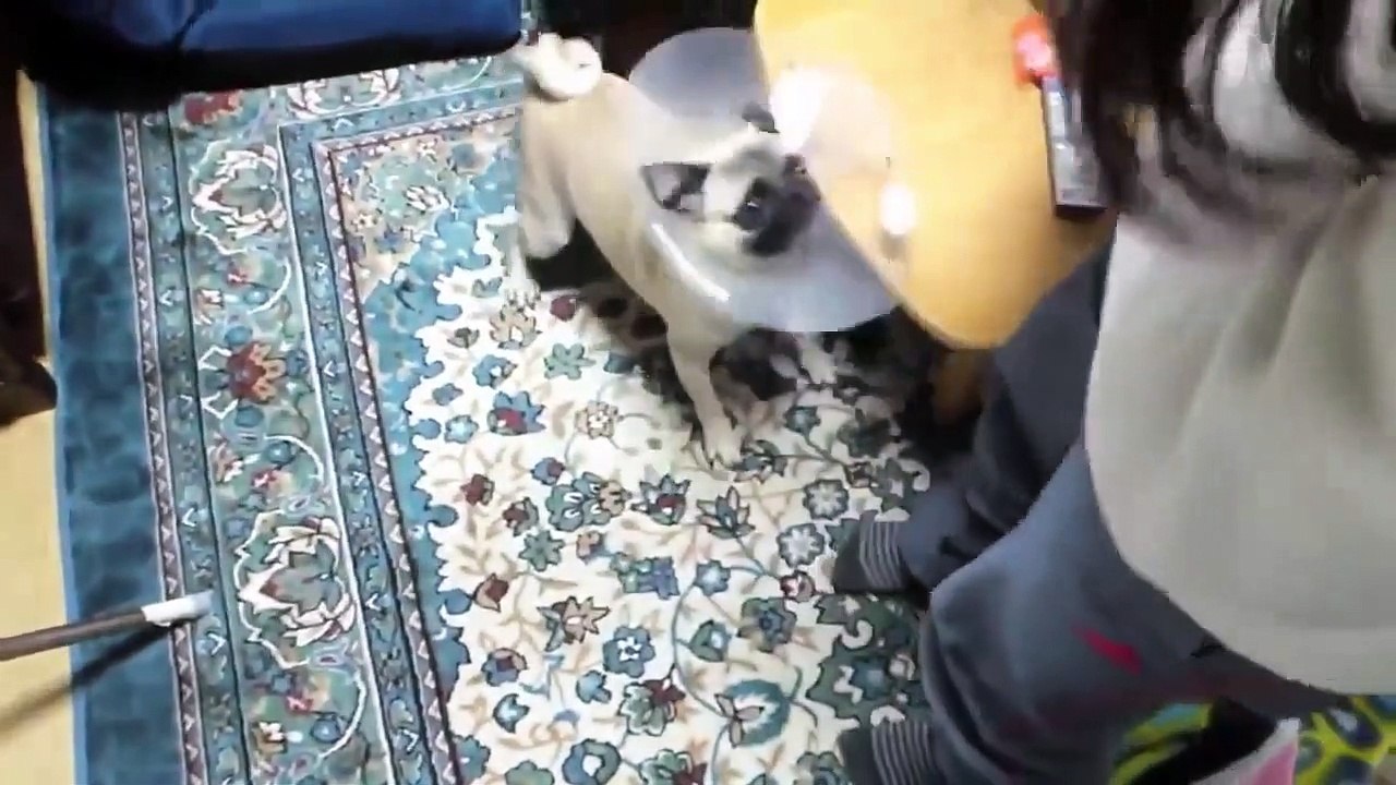 TOP 10 dog barking videos compilation  Dog barking sound - Funny dogs