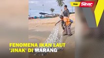 Fenomena ikan laut 'jinak' di Marang