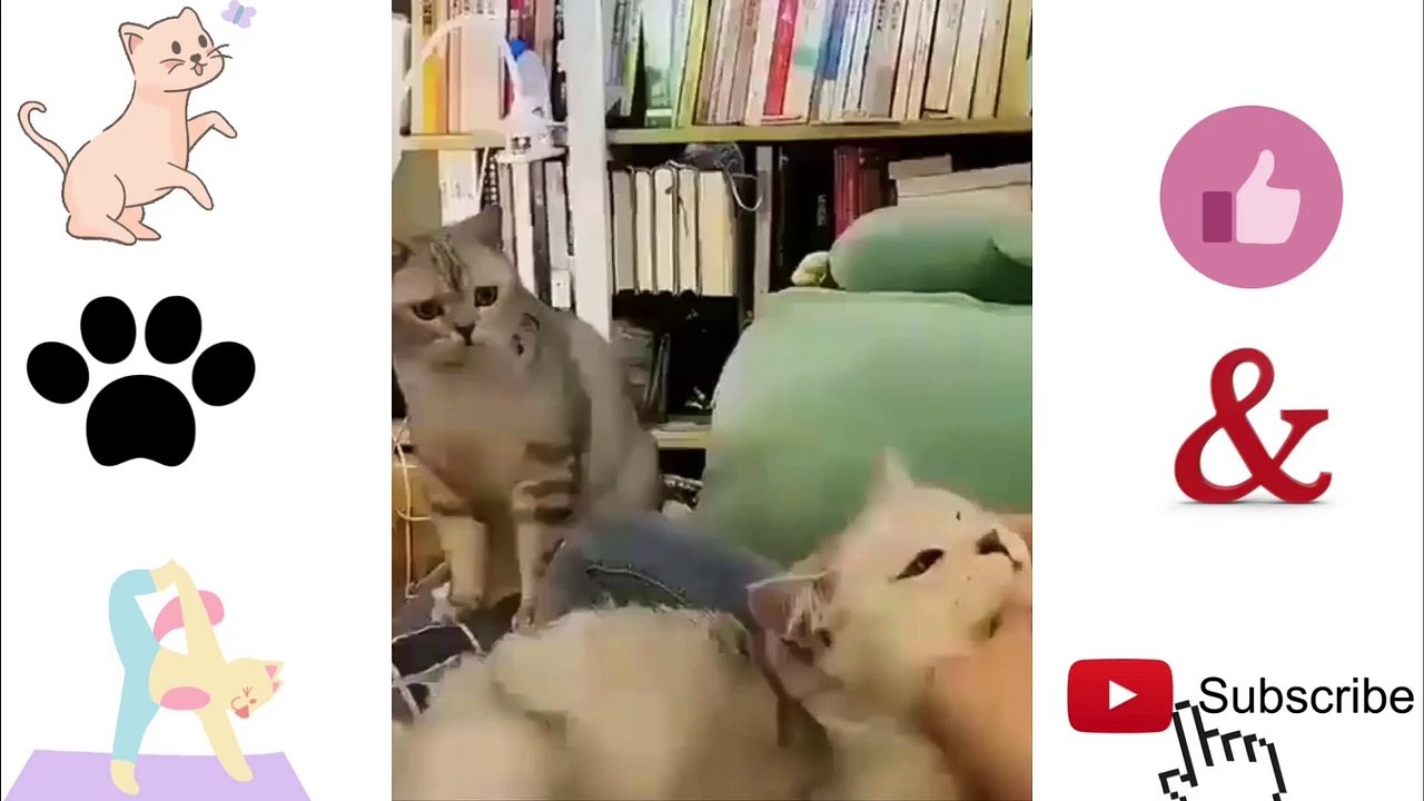 Super Cute Cats | Baby Cats - Cute and Funny Cat Videos Compilation 2021