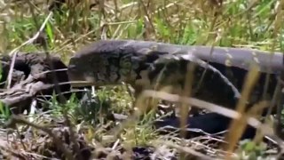 Lion Hunt Lizard, Buffaloes Become Heroes After Defeating Lions To Save Lizard –Tiger, Leopard, Bear