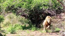 Lion King Failed Miserably, Mother Elephant Save Baby Her From Lion Hunting Impala, Hyenas vs Lion