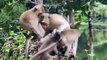 Lions Hunt Baby Gorilla, Herd Gorilla Panic Carry Baby On His Back Run Away, Baboon vs Wild Dogs