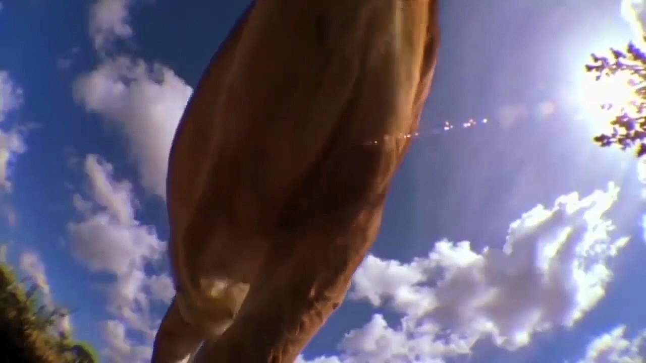 OMG! Why Do Lions Fear Of Wildebeest Mother Wildebeest Protect Her Baby From Lion, Crocodile, Hippo