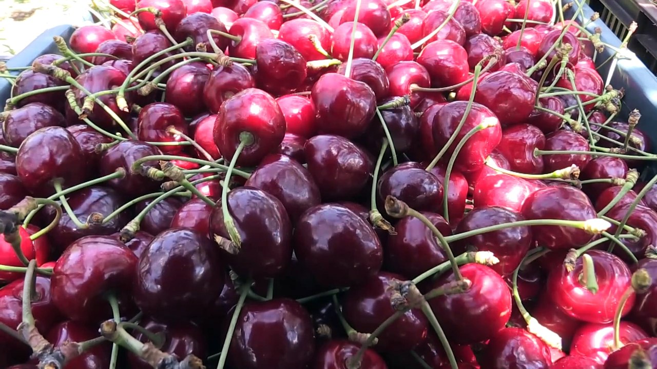 ESKİŞEHİR - 'Mihalıççık kirazı'nda nisanda esen samyeli nedeniyle verim kaybı bekleniyor