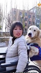 Smart Dog | Touching About Dogs - Cute and Funny Dog