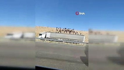 Kaçak göçmenleri otoyolda bıraktılar