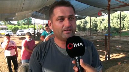 Beslediği keçisiyle böyle pazarlık yaptı