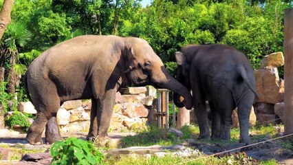 Amazing Animals Collection  Relaxing Music, Beautiful Wildlife, Nature Sounds 1