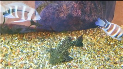 RELAXING DEEP SLEEP MUSIC, STUDY MUSIC, SLEEP, ZEN _ NO COPYRIGHT MUSIC called Elegy by Asher Fulero