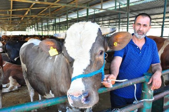 KURBAN PAZARININ 1 TONLUK 'ŞEMO'SU, ALICISINI BEKLİYOR