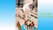 Funny and Cute Cats Life  Cats and Owners are the best friends Videos