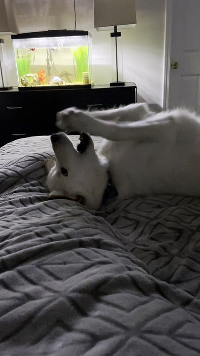 Doggy Plays With Imaginary Toy
