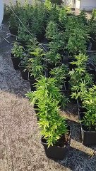 Δενδρύλλια κάνναβης στον Άγιο Κωνσταντίνο Φθιώτιδας